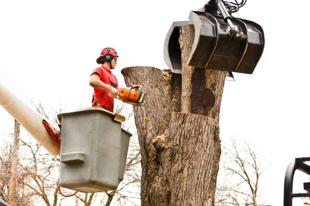  Hartford, AL Tree Removal Services Pros